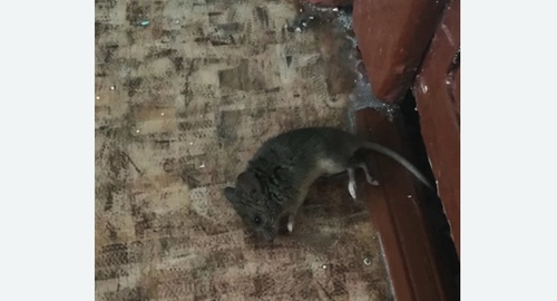 Дезинфекция от мышей в Иркутске